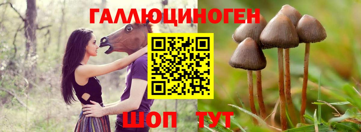 Псилоцибиновые грибы Cubensis Майский